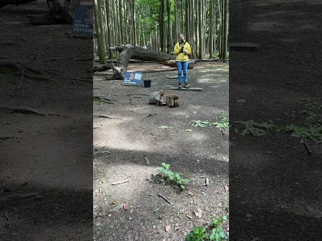 2 happy monkeys during feeding time on the monkey mountain of Affenberg Salem Germany 2023 #shorts