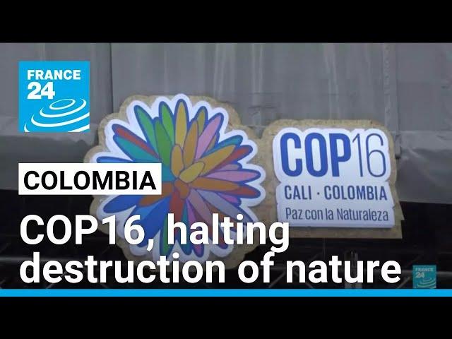 COP16: countries under pressure to fork out for nature at UN conference • FRANCE 24 English