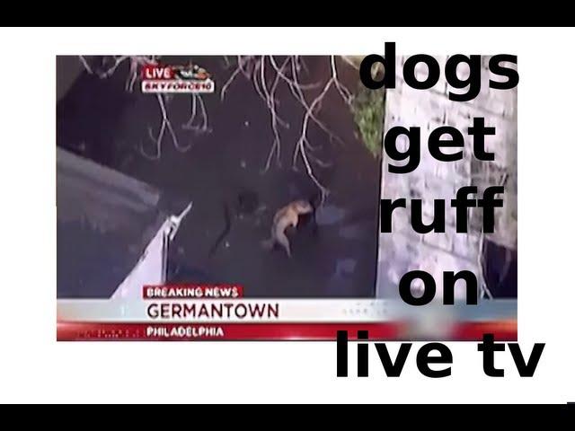 Dogs hump on live tv