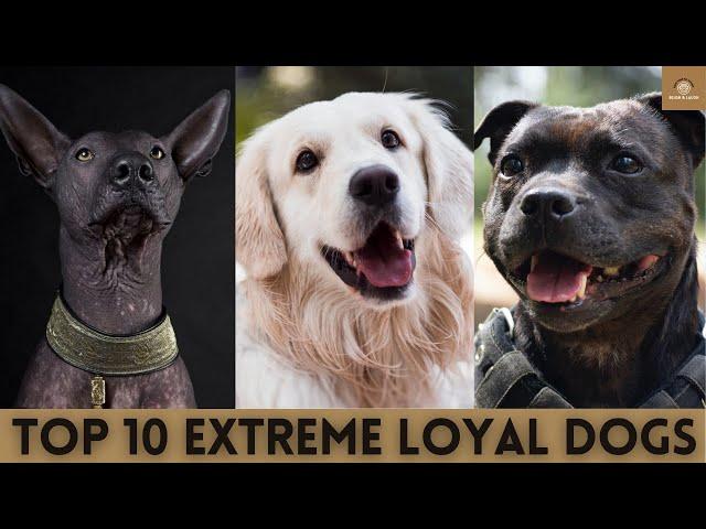 Top 10 Most Extreme Loyal Dog Breeds | Blush & Laugh | 2021