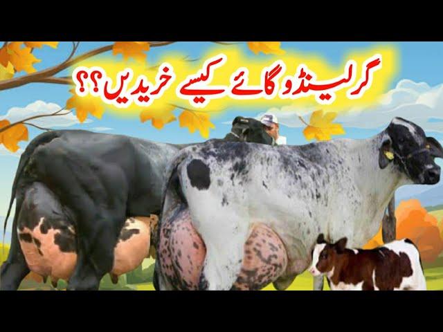 How To buying Girlando Cow | Girlando Cow ka Seman Lene ka Tarika | Girlando Cow Farming