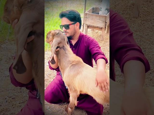 New Short Video | Talking Studio | Hammad Sheikh