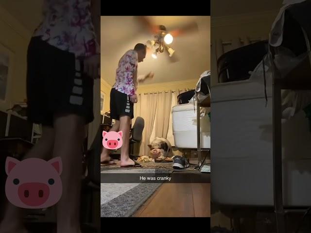 The piglet has grown