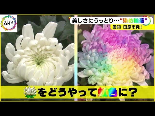 宝石のような淡くカラフルな花…SNSでも人気の『染め輪菊』コロナ禍で葬儀需要なくなった生産者救う