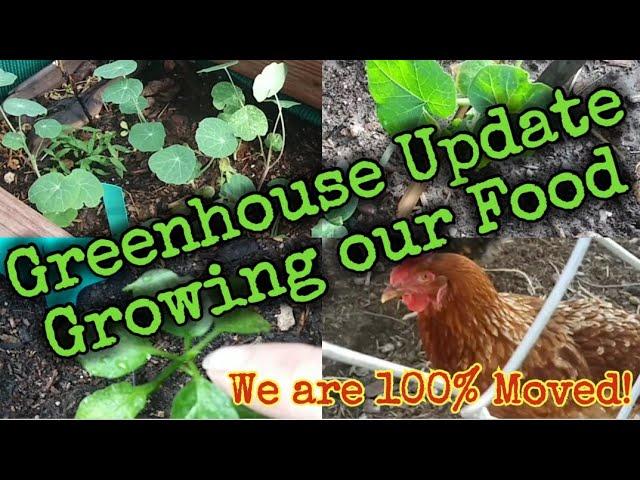 Greenhouse Update/Growing our Food/We are 100% moved #martinmidlifemisadventures #garden #gardening