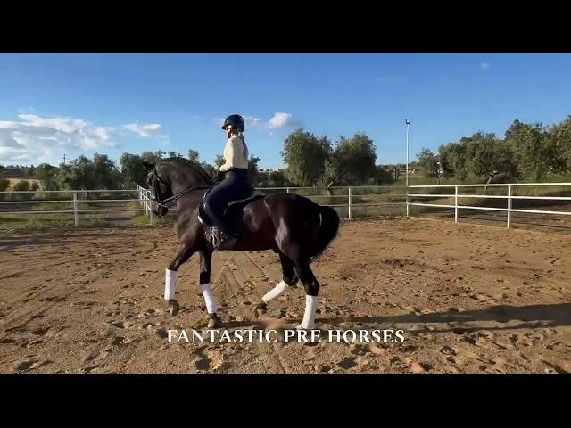  CHENEL  Fantastic gelding Andalusian super sweet and PSG mover with fab PIAFFE & PASSAGE | 4 SALE