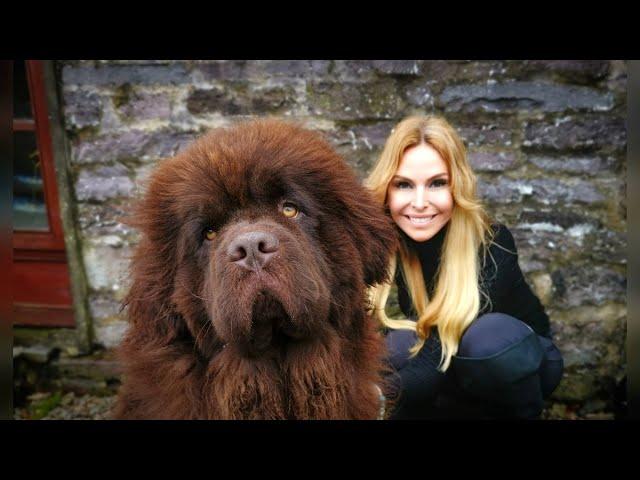 THE NEWFOUNDLAND DOG - WORLD'S MOST POWERFUL WATER DOG