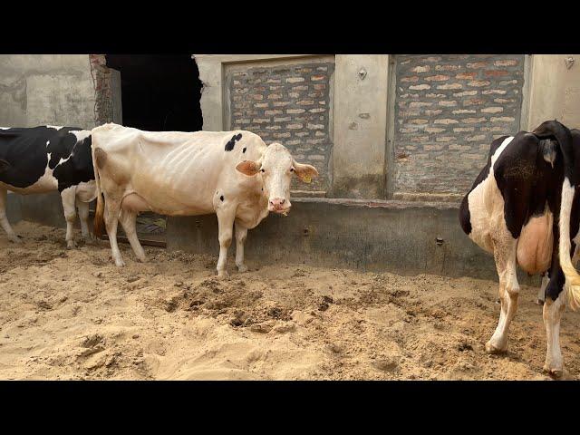 20+ ਦੁੱਧ ਵਾਲੀ ਵੀਰ ਦੇ ਘਰ ਦੀ ਗਾਂ ਵਿਕਾਉ  ਘੱਟ ਰੇਟ Bawa dairy farm