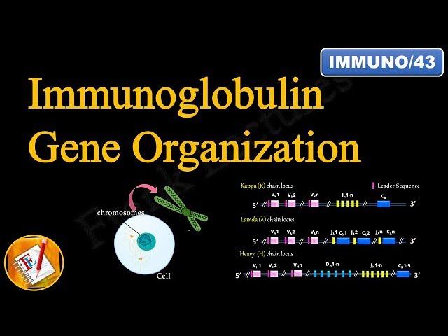 Immunoglobulin Gene Organization (FL-Immuno/43)