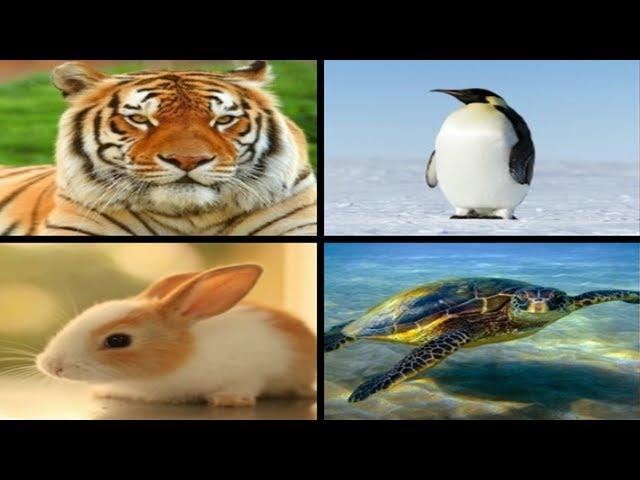 Top 20 Most Interesting Animal Species - Top 20 Animal - Top List 2017