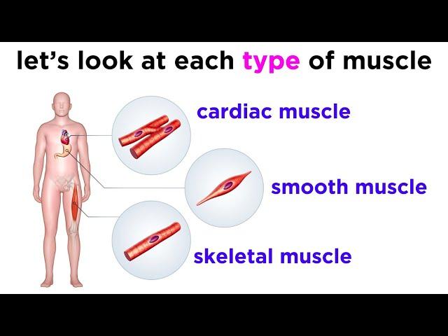 Types of Tissue Part 3: Muscle Tissue