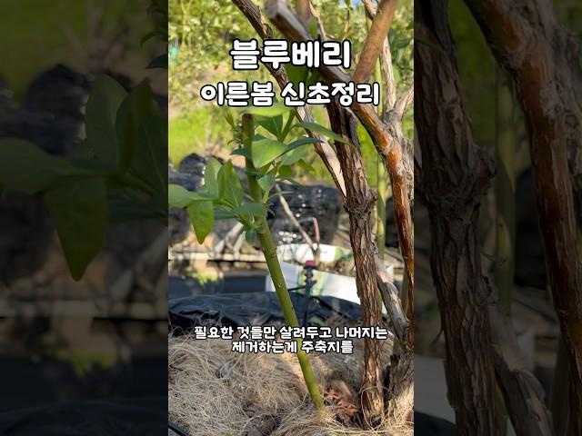 블루베리 이른봄 신초정리