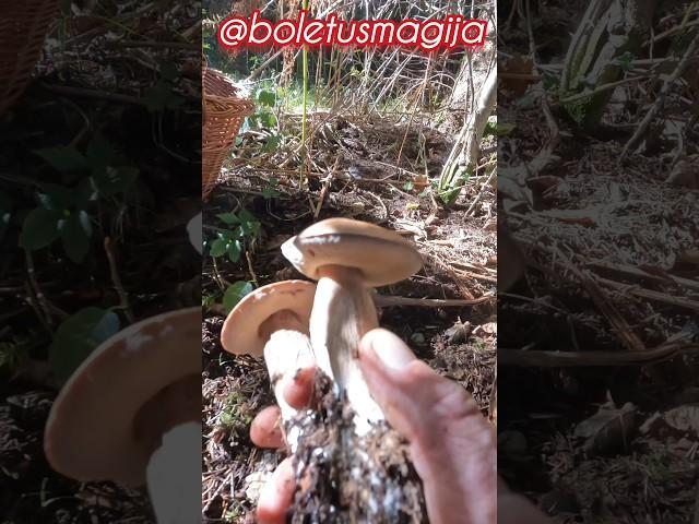 Boletus edulis, Porcino, Steinpilze #shorts #new #trending #foryou #nature #forest #wood #mushroom