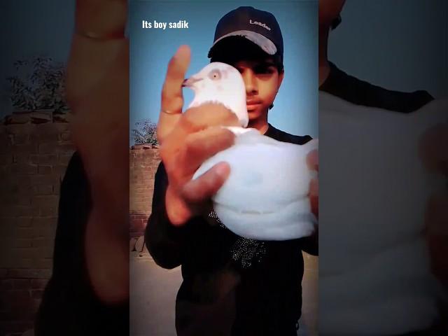pigeon attitude viral video | its boy sadik | #shorts #new #viral #video