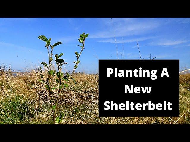 Designing and installing a nitrogen fixing shelterbelt.