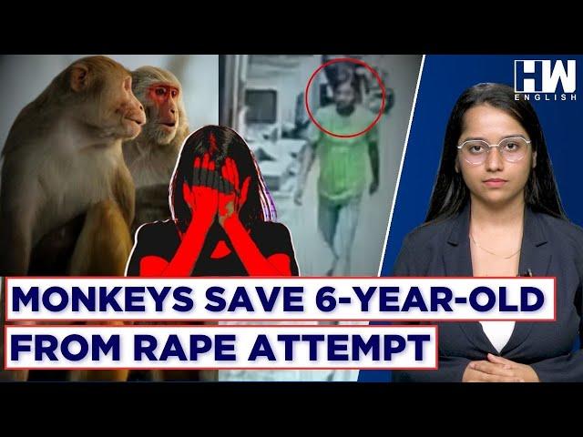 Report: Monkeys Save 6-Year-Old From Rape Attempt In Uttar Pradesh's Baghpat