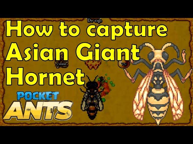 How to capture Asian Giant Hornet - Pocket Ants - Smart Daddy