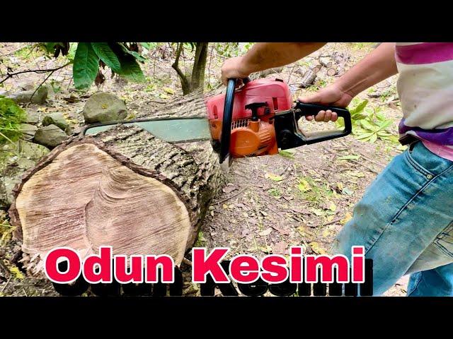 Çin Malı Motorlu Testere İle Ceviz Odunu Kesimi