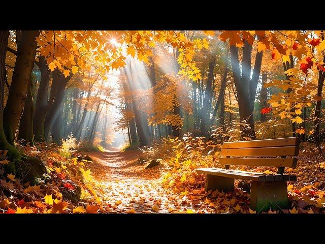 Stress Relief with Calming Music  Cozy Autumn Vibes, Enchanting Autumn Forests 4K ~ Music Therapy