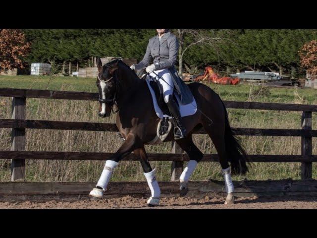 ADDING SUSPENSION TO THE TROT // Some tips and exercises to improve your trot!