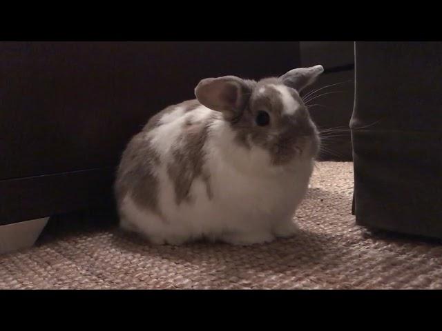 Rabbit Thumps for Lettuce