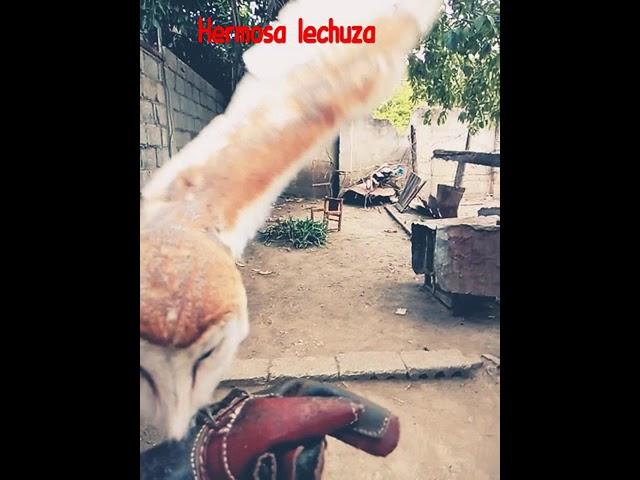 Cetreria con lechuza