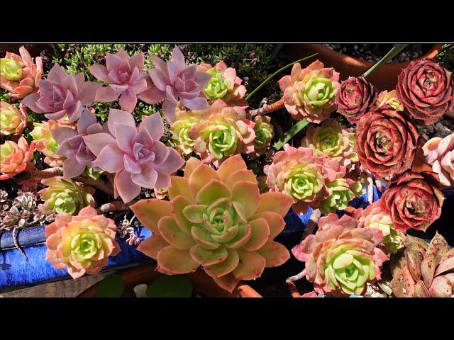 Common But Beautiful Succulents | TALK ABOUT SUCCULENTS #4 | Growing Succulents with LizK