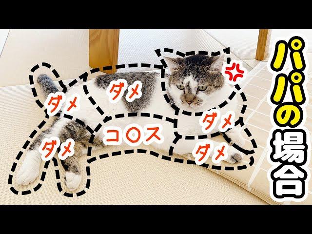 I made a cat touch map and dad and mom reacted too differently.