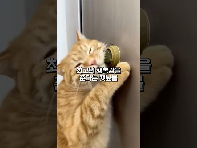 고양이를 행복하게 만드는 단 하나의 방법