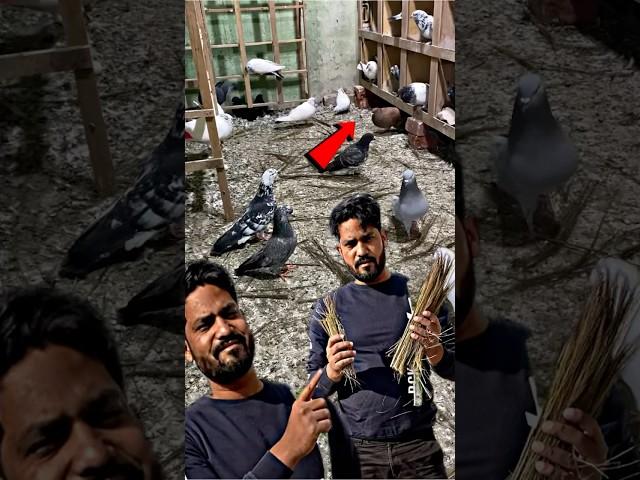 amazing birds tips  | #pigeon #kabootar #kabootarbazi #shortsfeed #shorts