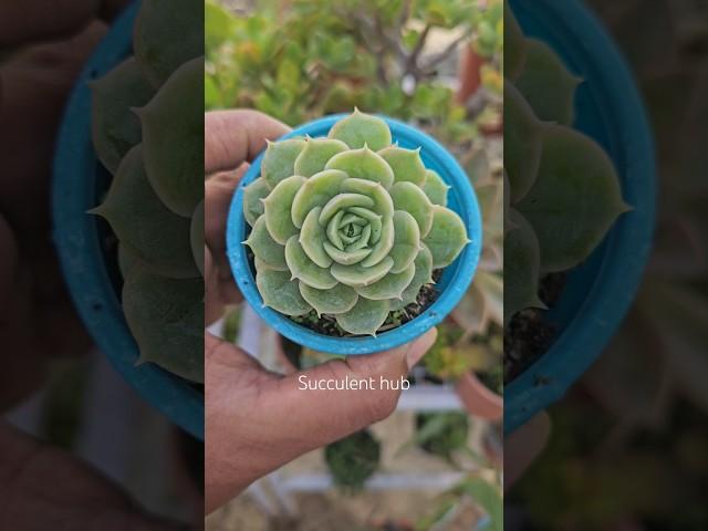 Growing succulent from succulent leaf  ️ #succulentcare #succulentlife #succulents #plants