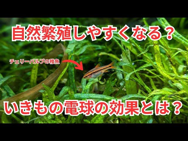 【結果が出たよ】いきもの電球を使うと自然繁殖した稚魚の生存率が上がります！