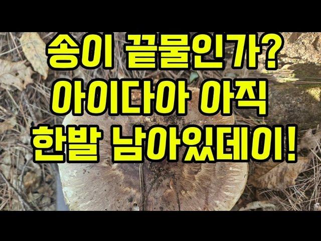 송이 끝물인가? 아이다아 아직 한발 남았데이...