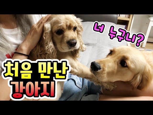 집에 새로운 강아지가?! 무슨 사연이 있는 걸까요? 강아지 VLOG  (가족일상브이로그) │헬로음이유니