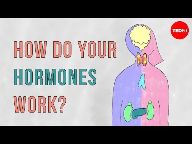 How do your hormones work? - Emma Bryce