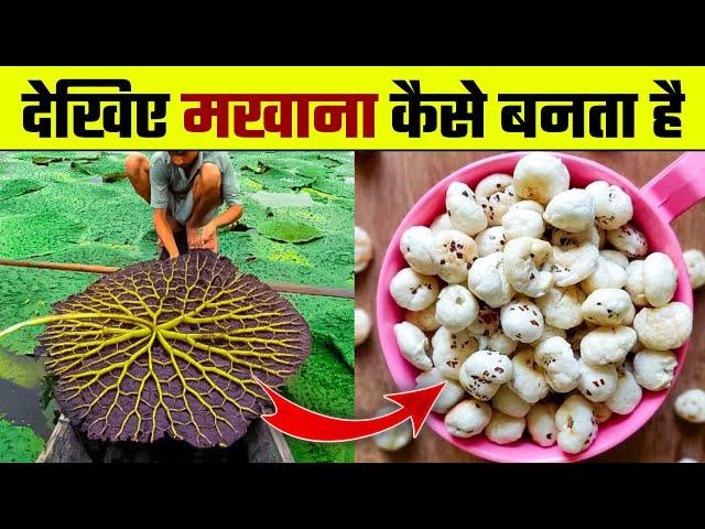 देखिए मखाना कैसे बनता है | Makhana Kaise Banta hai | Makhana Making Process | Makhana ki Kheti