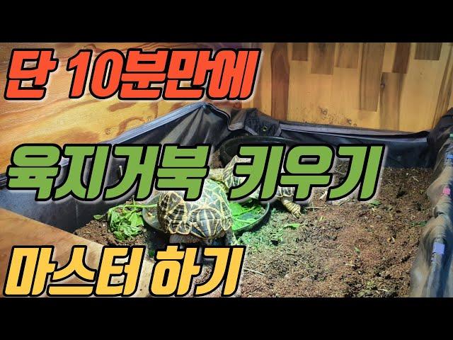 초보자 육지거북 키우기 세팅법! 10분만에 마스터 하기(feat.다생다튜브)