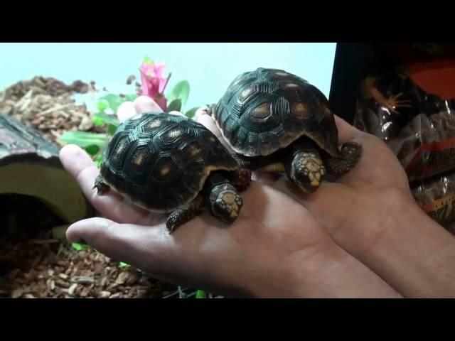 Buy High Quality RedFoot Tortoises - For Sale with Same Day Shipping