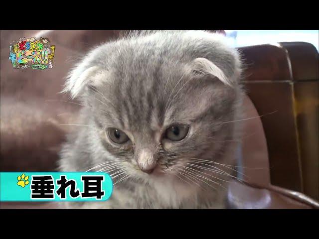 【177万回再生突破】スコティッシュフォールド いたずら 猫パンチ ウトウト対決【かわいい猫まとめ動画】