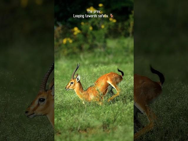 The predator and prey | Wildlife photography #wildlife #animals #shorts #ytshorts #viral