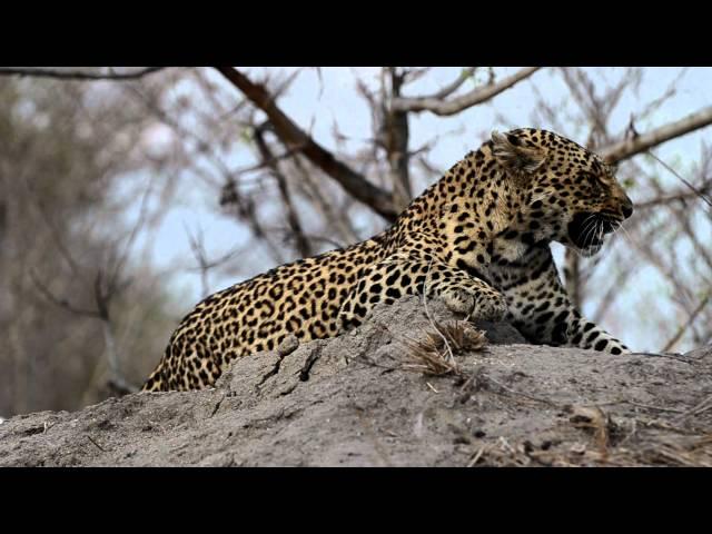 A Leopard named "Shadow"