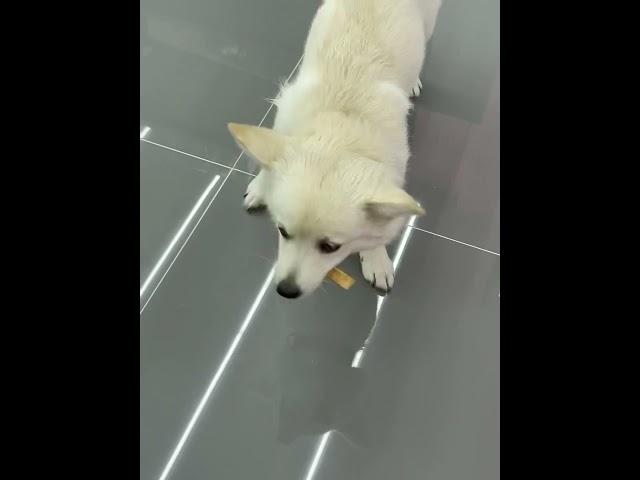 애견샵에서 간식 얻어먹기