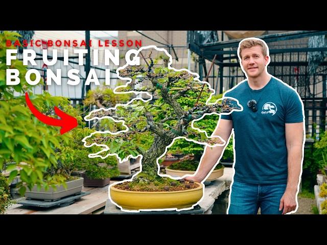 BONSAI 101 | Fruiting Bonsai Techniques | Bonsai-U