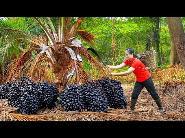 Building a shelter from hay & reeds survival skills | Harvest lots of Palm Foliage and Forest Trees