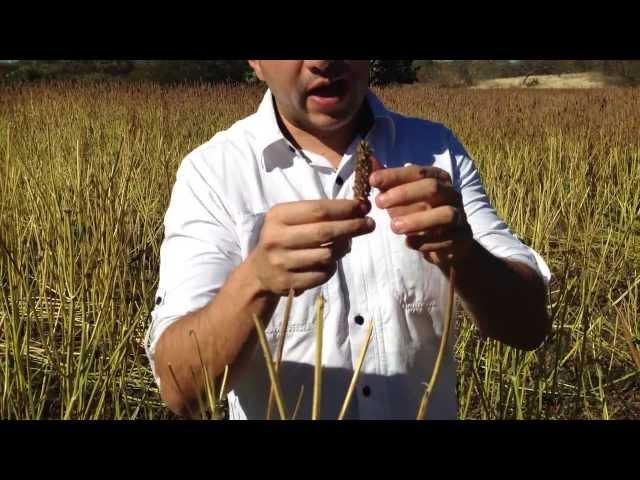 Harvesting Chia