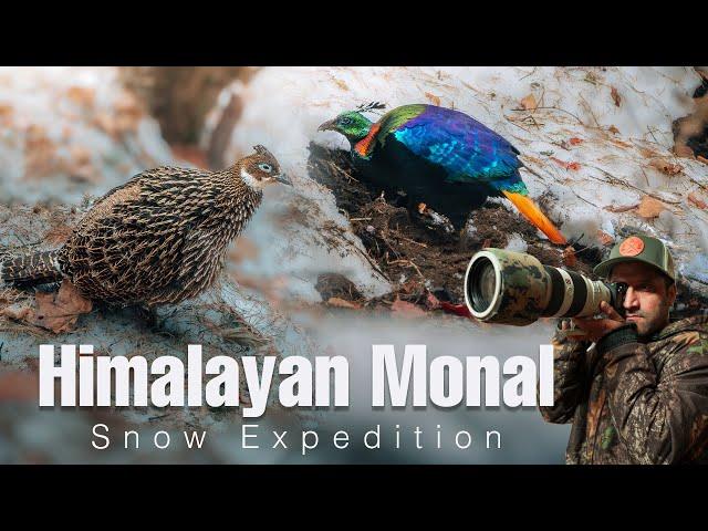 Himalayan Monal: A Colorful Beauty In The Wild