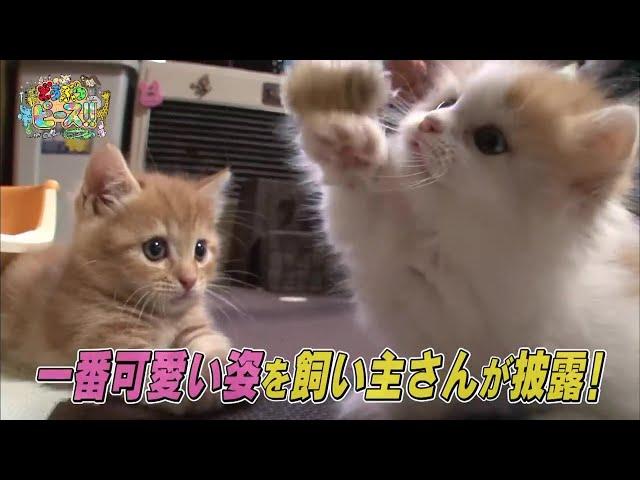 【150万回再生突破】【マンチカン】イタズラ 兄妹ケンカ ハプニング 赤ちゃん【かわいい猫まとめ動画】