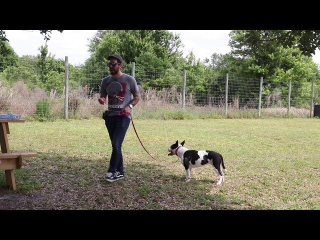 Shelter Dog - Walk Correction With Pet Corrector