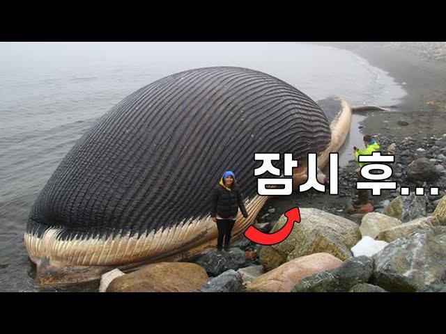 If you see a dead whale on the beach, you have to run away unconditionally...