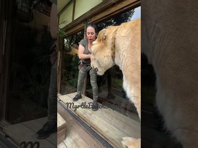 The worlds largest cat. Guinness, book of world records three times.  Liger MyrtleBeachSafari